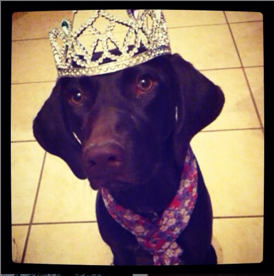 Dog Libbie wearing a crown